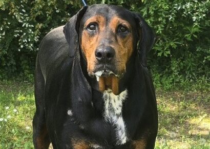 Humane Society of Elmore County Pet of the Week – Percy