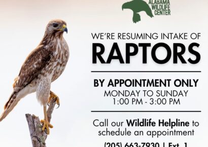 Alabama Wildlife Center now offering care to injured Raptors