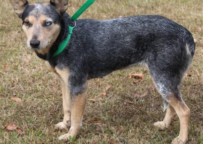 Sandy is the PAHS Pet of the Week!