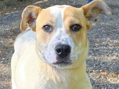 Buster is the HSEC Pet of the Week!