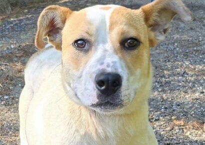 Buster is the HSEC Pet of the Week!