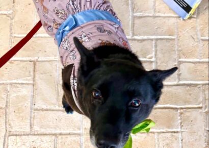 It is ‘Yappy Barkday Pawty fundraiser’ Week