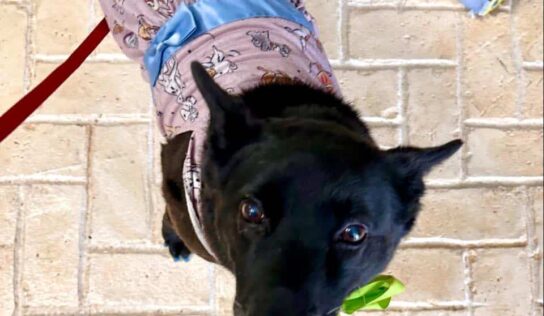 It is ‘Yappy Barkday Pawty fundraiser’ Week