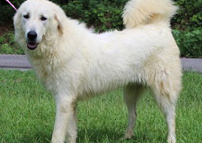 PAHS Pet of the week – Bambi