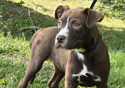 Daisy is the HSEC Pet of the Week and she loves everyone