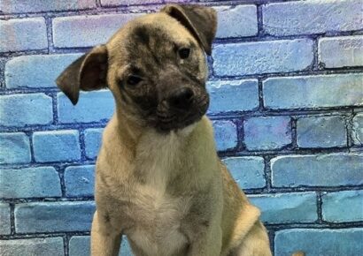 Jaime is a talkative girl, and waiting for a home at HSEC