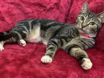 HSEC Pet of the week – Luna