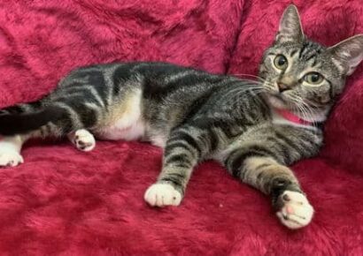 HSEC Pet of the week – Luna