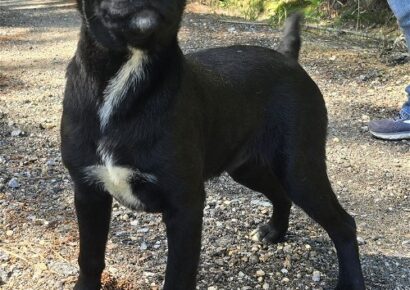 Meet Ralph! He is the HSEC Pet of the Week and needs a family