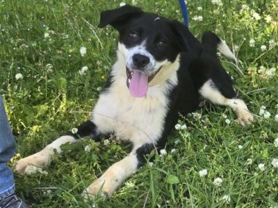 Phantom is the HSEC Pet of the Week!