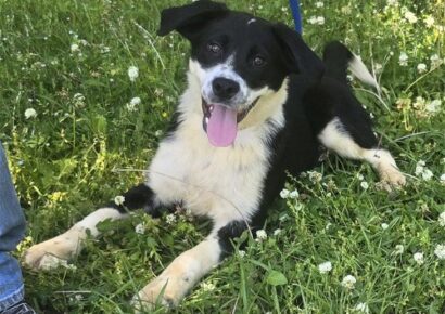 Phantom is the HSEC Pet of the Week!