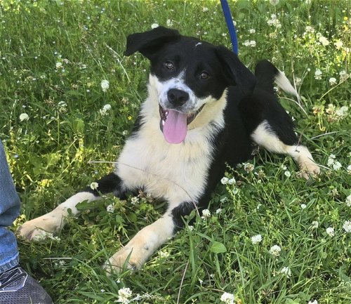 Phantom is the HSEC Pet of the Week!