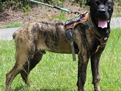 Blaze is the PAHS Pet of the Week!