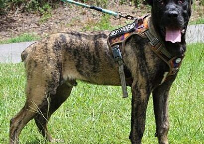 Blaze is the PAHS Pet of the Week!