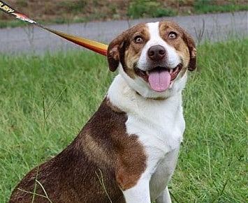 Tinkerbell is the PAHS Pet of the Week!