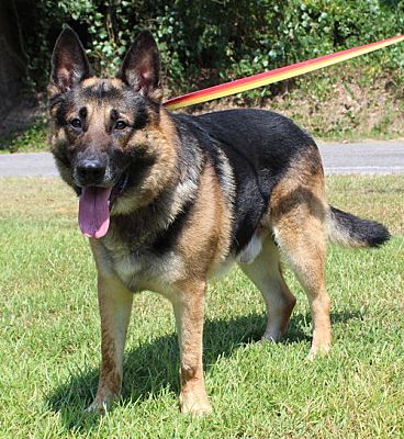 Diesel, a handsome German Shepherd, is PAHS’ Pet of the Week