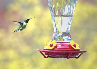 Fall Hummingbird Feeder Etiquette Deters Wasps and Bees