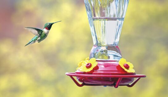 Fall Hummingbird Feeder Etiquette Deters Wasps and Bees