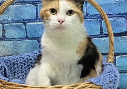 Princess is waiting at HSEC for her purrfect family