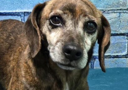 HSEC Pet of the Week – Lovely Luna is a senior lady, but has a lot of love to give