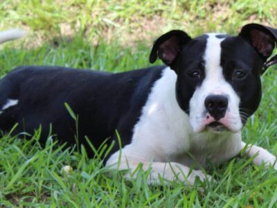 Full of personality, Sully is waiting at PAHS for new family