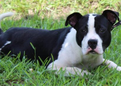 Full of personality, Sully is waiting at PAHS for new family