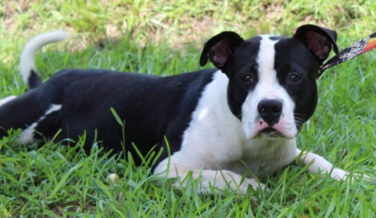 Full of personality, Sully is waiting at PAHS for new family