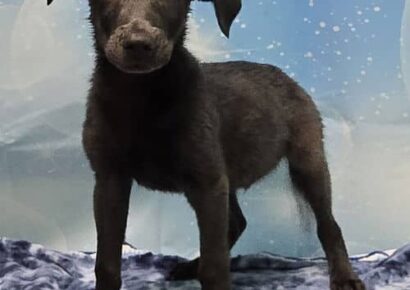 Walker is the HSEC Pet of the Week! Playful and loveable