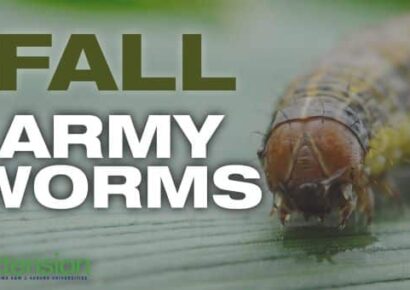 Fall Armyworm outbreak in Alabama