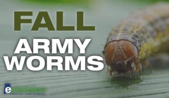 Fall Armyworm outbreak in Alabama