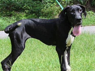 Grace is PAHS Pet of the Week for August 4