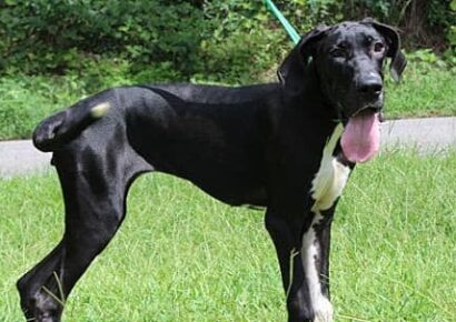 Grace is PAHS Pet of the Week for August 4