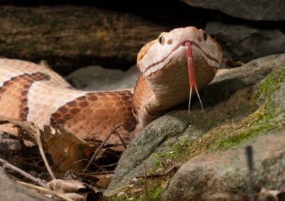 Snakes In The Fall: How to Handle a Snake Encounter