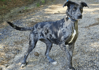 The Humane Society of Elmore County Pet of the Week is Arrow