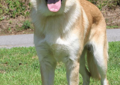 This PAHS Pet of the Week is Dexter