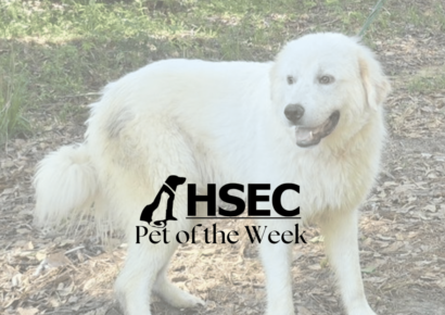 Pet of the Week for the Humane Society of Elmore County