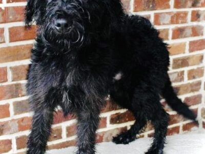 Liam is the PAHS Pet of the Week! He needs a loyal owner