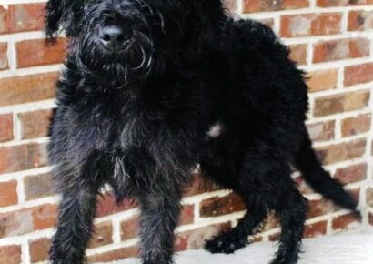 Liam is the PAHS Pet of the Week! He needs a loyal owner