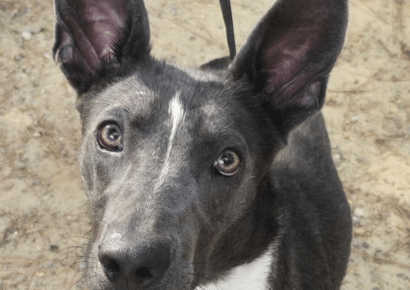 Humane Society of Elmore County Pet of the Week – Peeta