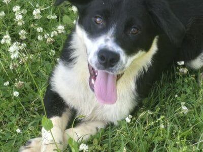 Phantom is the HSEC Pet of the Week!