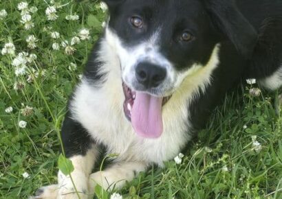 Phantom is the HSEC Pet of the Week!