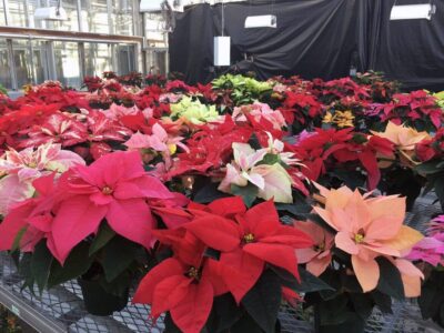 Stanhope Elmore High School’s Poinsettia Fundraiser: Brightening the Holidays and Supporting Students