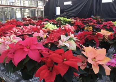Stanhope Elmore High School’s Poinsettia Fundraiser: Brightening the Holidays and Supporting Students