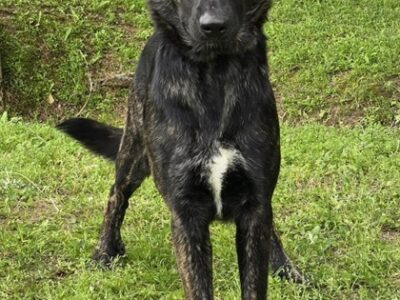 Meet Sadie Mae, the featured HSEC Pet of the Week