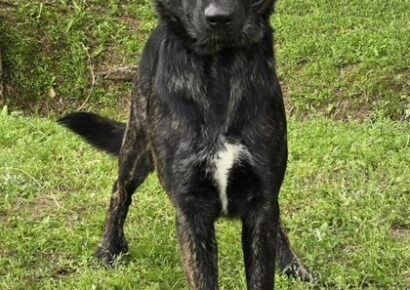 Meet Sadie Mae, the featured HSEC Pet of the Week