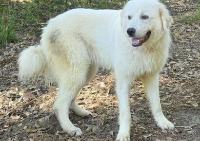 HSEC Pet of the Week: Meet Bear!