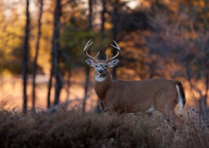 All or Nothing: Managing White-Tailed Deer Predators in the Southeast