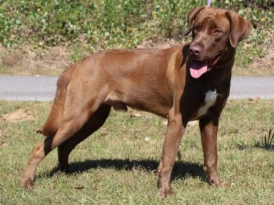 PAHS Featured Pet of the Week for Oct 27 is Armstrong