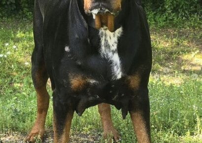 Percy was well-loved, but needs a new family