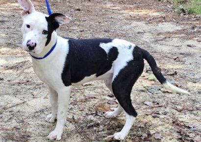 Jimbo is the HSEC Pet of the Week
